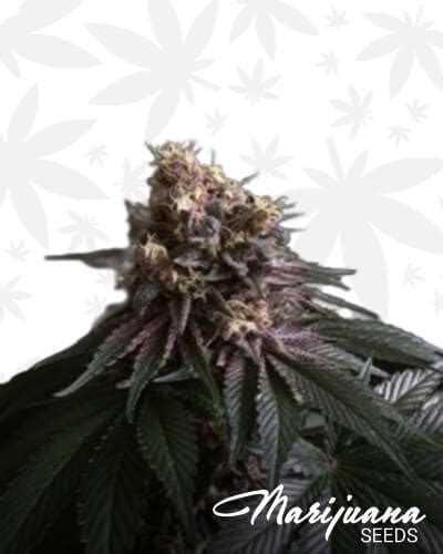 ride the boogie strain|Raspberry Boogie Marijuana Strain Information & Reviews .